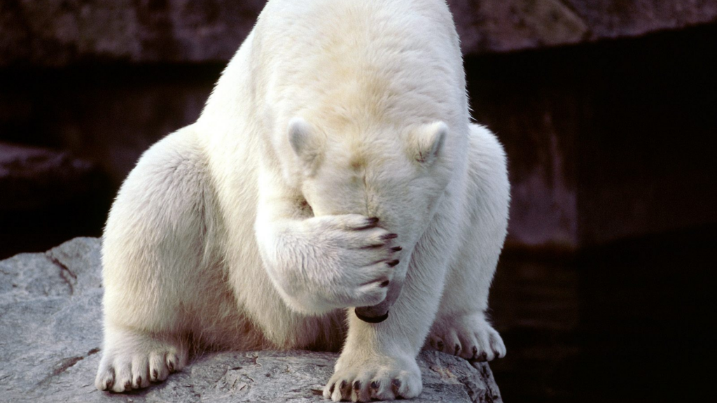 white (polar) bear with paw covering eyes